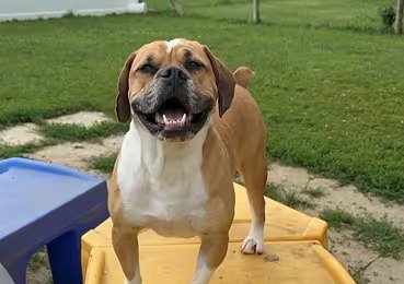 Sweet Paws Retreat